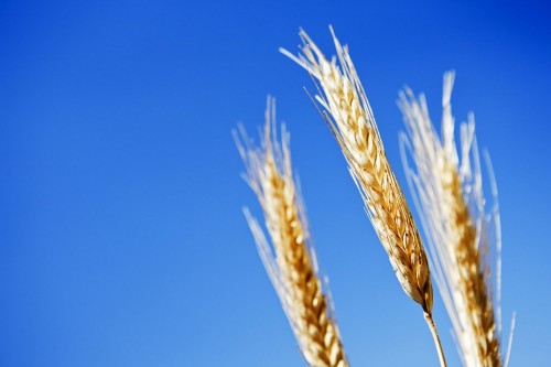 iStock_000015888531XXXLarge